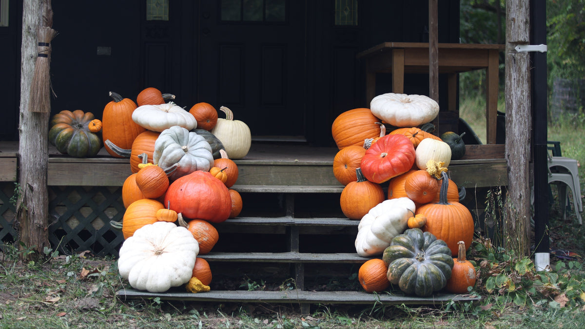 The Autumn Accent