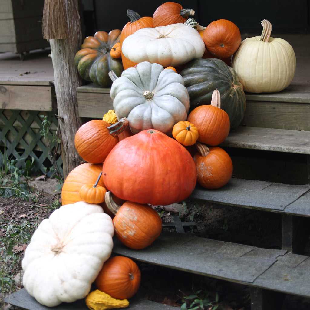 The Autumn Accent