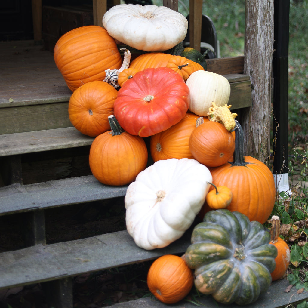 The Autumn Accent