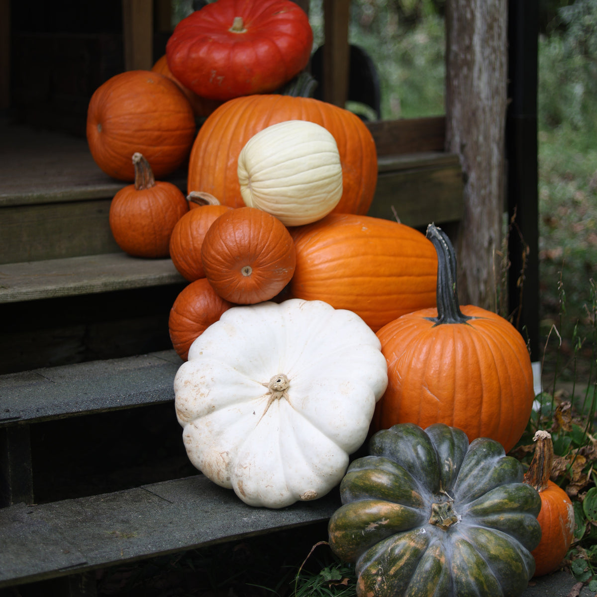 Pumpkin Drop