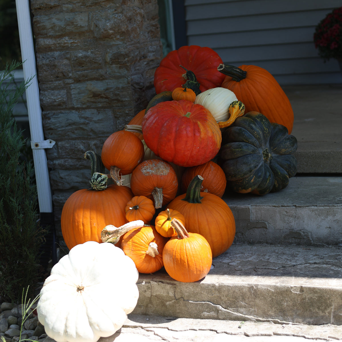 The Autumn Accent