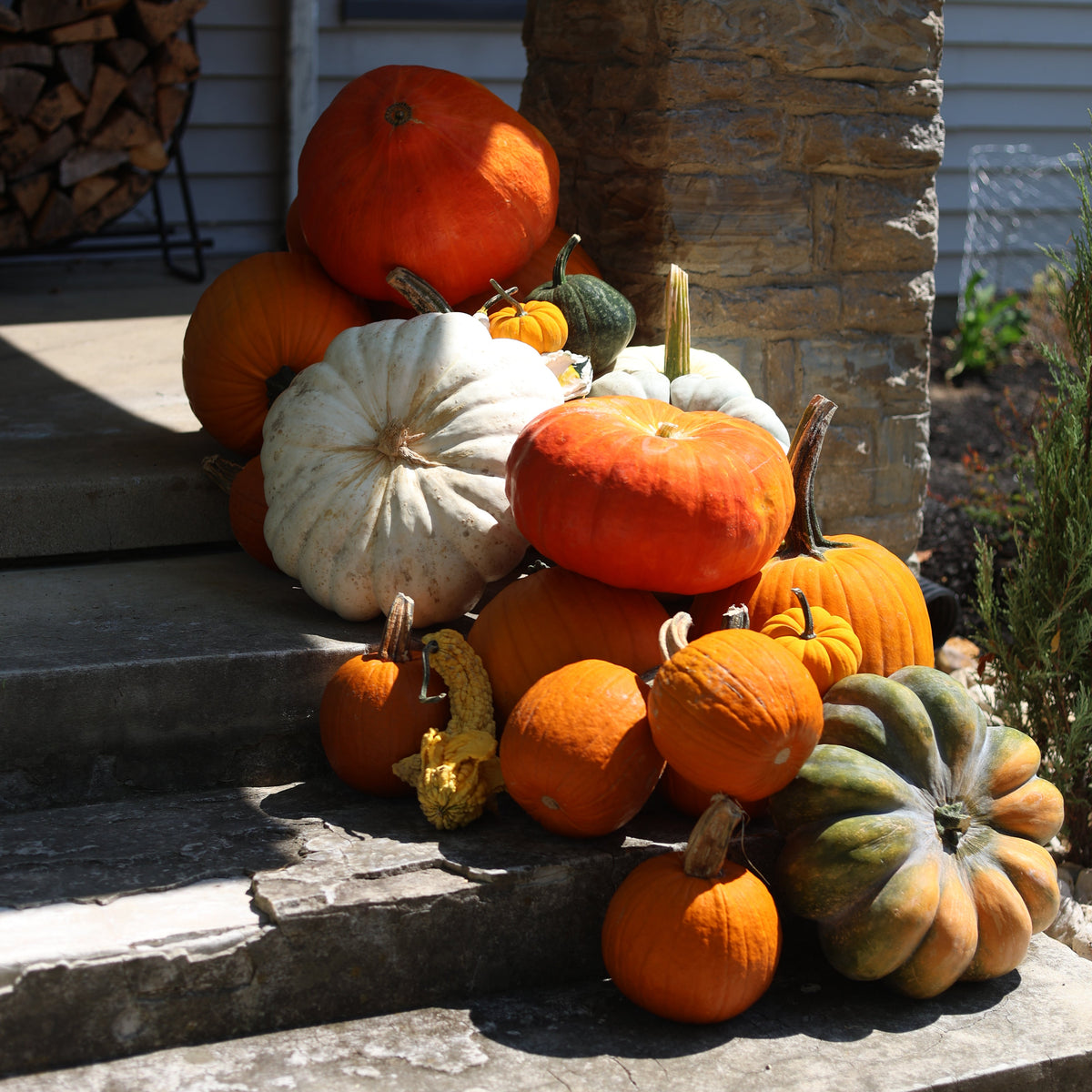 The Autumn Accent