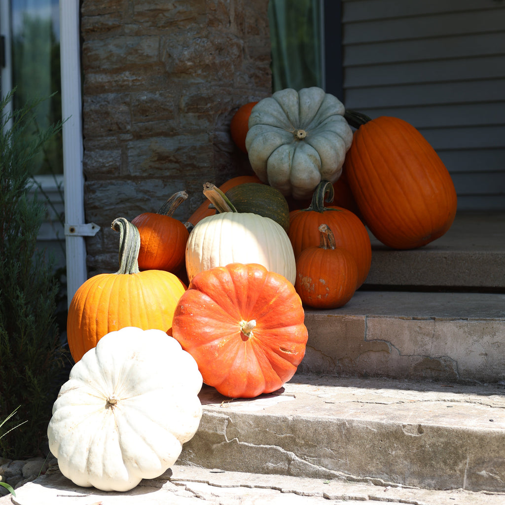Pumpkin Drop