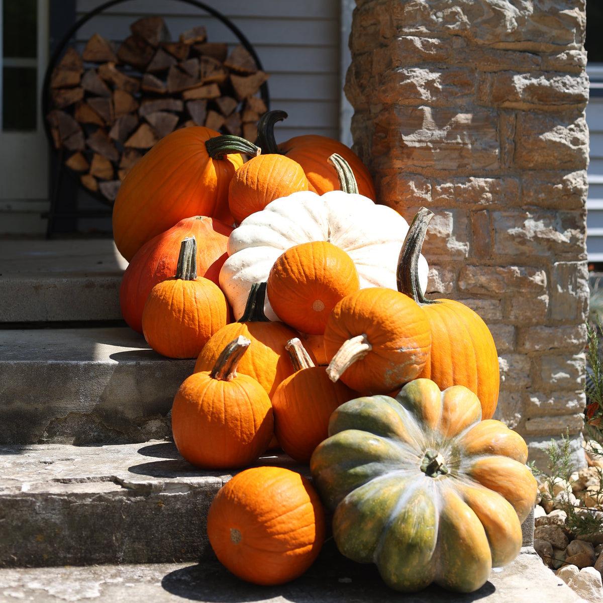 Pumpkin Drop